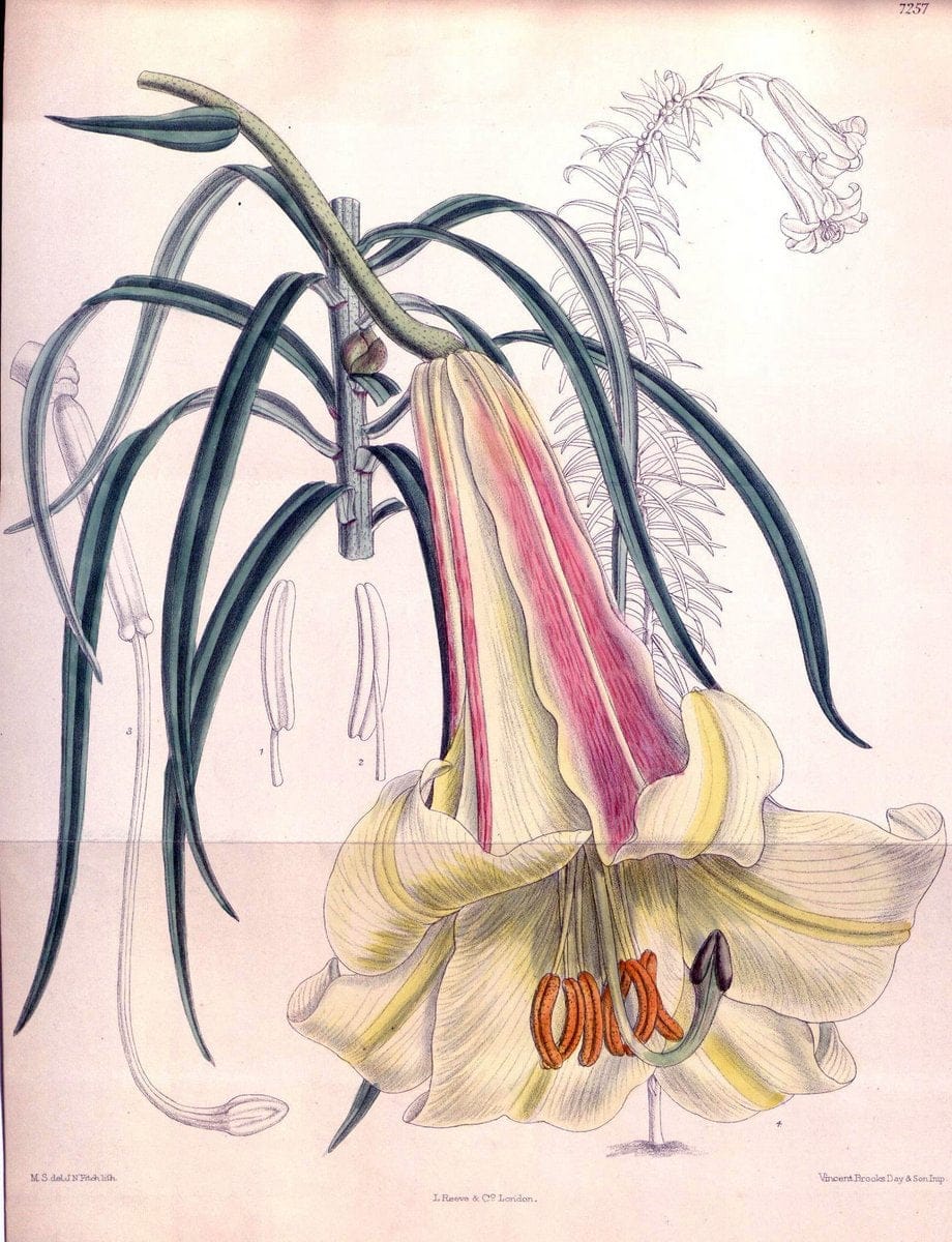 Curtis's botanical magazine. London ; New York [etc.] :Academic Press [etc.]. | "Botanical illustration" Botany Periodicals "Pictorial works" "Plants, Ornamental"  | Vintage Print Reproduction 449141