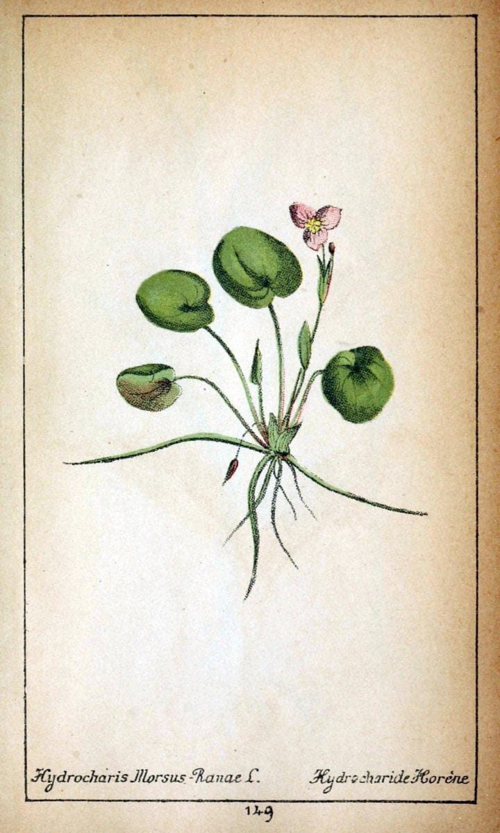 Choix de plantes de l'Europe centrale et particuliÃ¨rement de la Suisse et de la SavoieGenÃ¨ve,F. Richard,1878. |  | Vintage Print Reproduction 449145