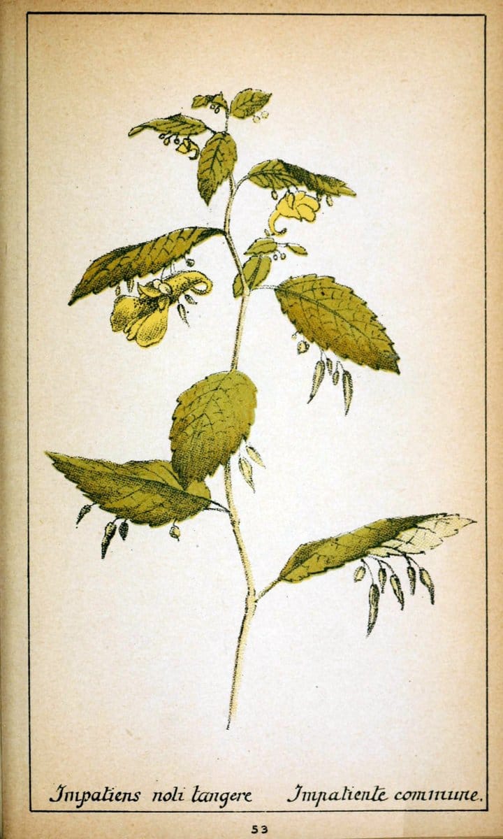 Choix de plantes de l'Europe centrale et particuliÃ¨rement de la Suisse et de la SavoieGe | Europe Central "Pictorial works" Plants "Savoy (France and Italy)" Switzerland  | Vintage Reproduction 449147