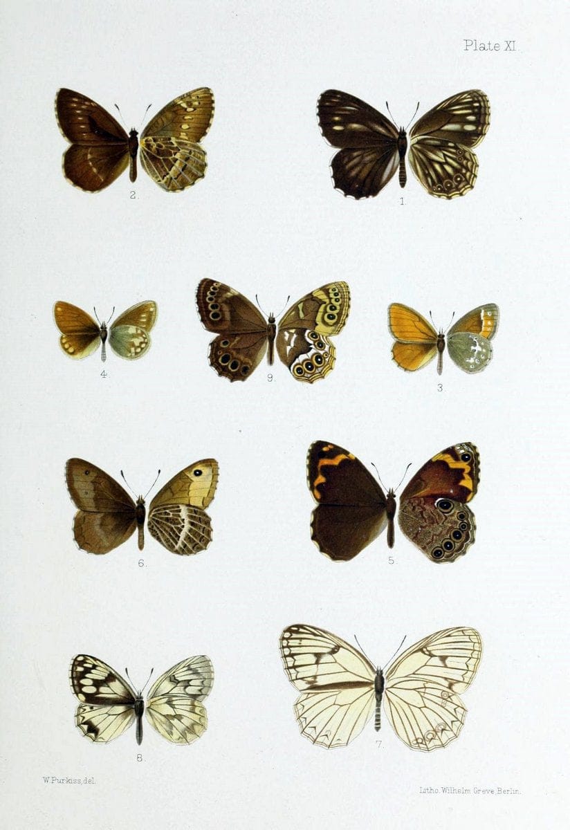 Butterflies from China, Japan, and Corea. London,R.H. Porter,1892-94.  | Butterflies China Japan Korea  | Vintage Print Reproduction 449148