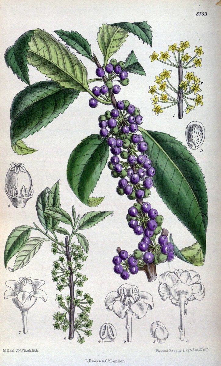 Curtis's botanical magazine. London ; New York [etc.] :Academic Press [etc.]. | "Botanical illustration" Botany Periodicals "Pictorial works" "Plants, Ornamental"  | Vintage Print Reproduction 449153