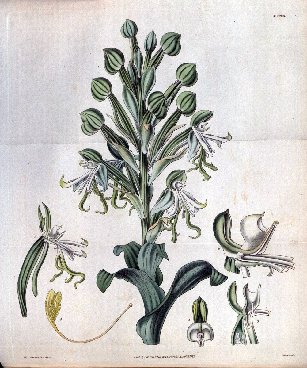 Curtis's botanical magazine. London ; New York [etc.] :Academic Press [etc.]. | "Botanical illustration" Botany Periodicals "Pictorial works" "Plants, Ornamental"  | Vintage Print Reproduction 449158