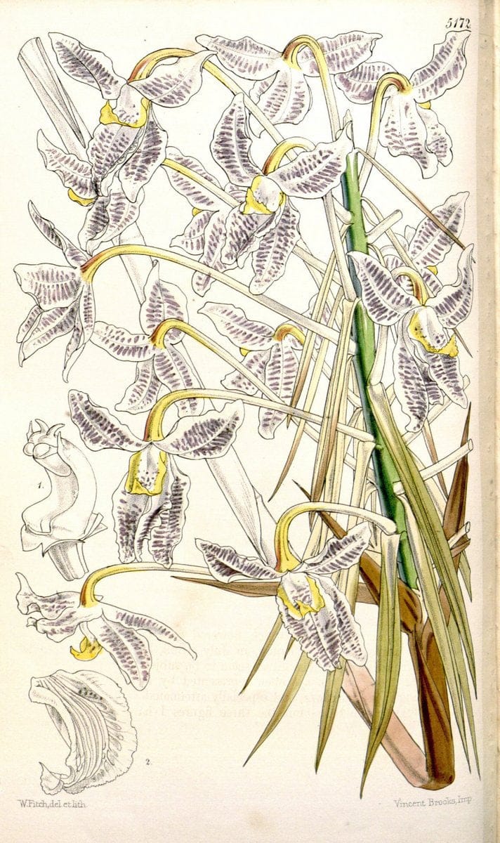 Curtis's botanical magazine. London ;New York [etc.] :Academic Press [etc.]. | Botany Periodicals "Pictorial works"  | Vintage Print Reproduction 449161