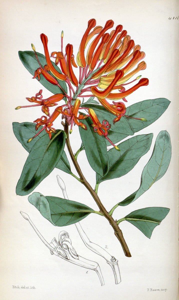 Curtis's botanical magazine. London ;New York [etc.] :Academic Press [etc.]. | Botany Periodicals "Pictorial works"  | Vintage Print Reproduction 449162