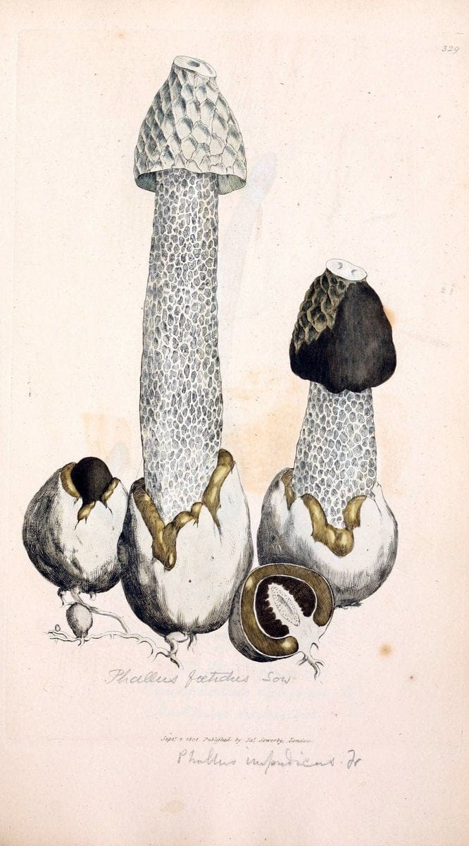 Coloured figures of English fungi or mushrooms. London,Printed by J. Davis,1797-[1809]. | England Mushrooms  | Vintage Print Reproduction 449163