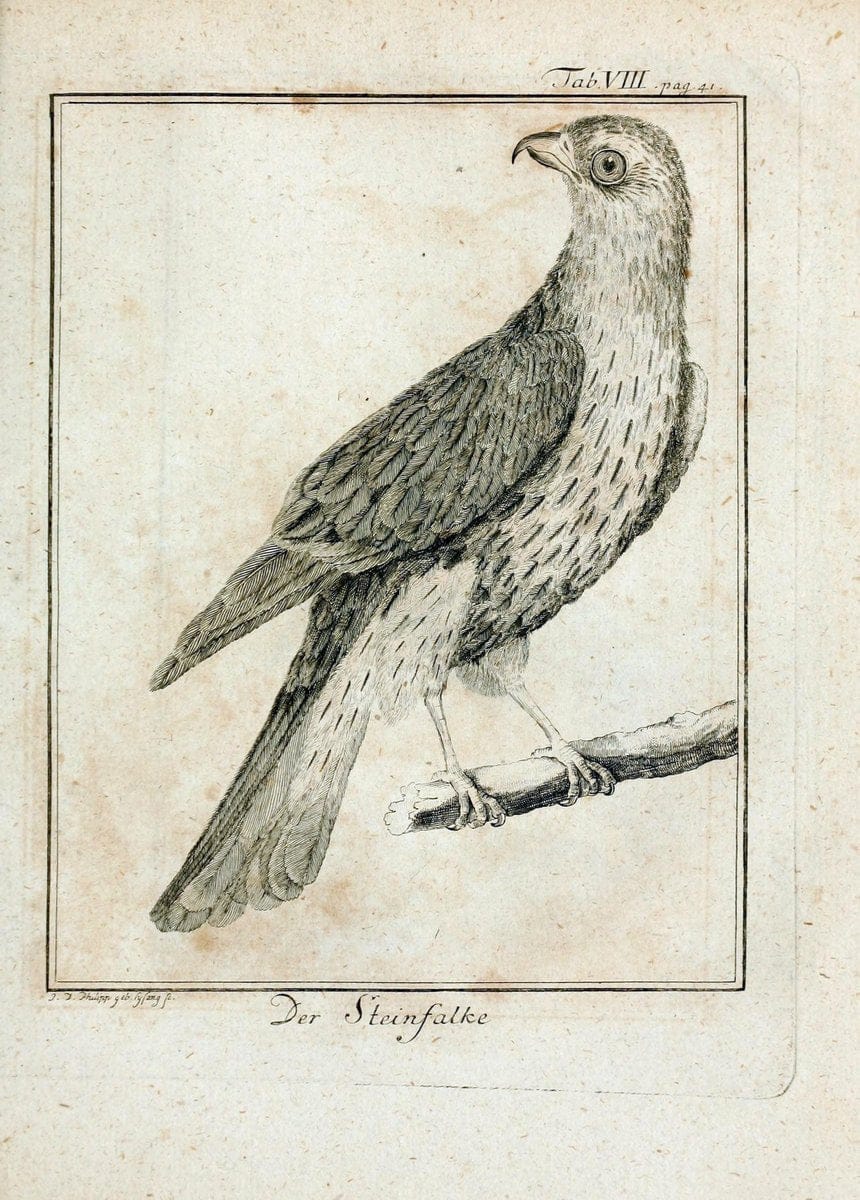 BÃ¼ffons Naturgeschichte der VÃ¶gel :.Leipzig :bey Hermann Heinrich Holle,1775-1782.. |  | Vintage Print Reproduction 449166