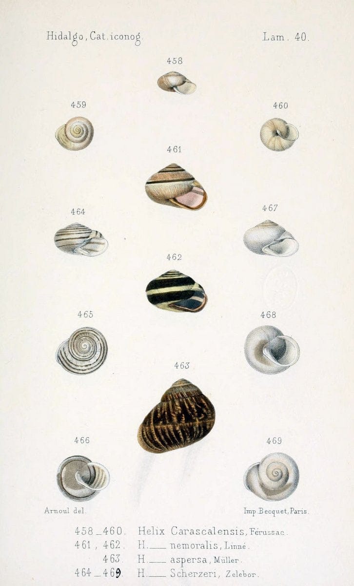 Catalogo iconografico y descriptivo de los moluscos terrestres de EspaÃ Â±a, Portugal y la | "Balearic Islands" Mollusks Portugal Spain  | Vintage Print Reproduction 449168