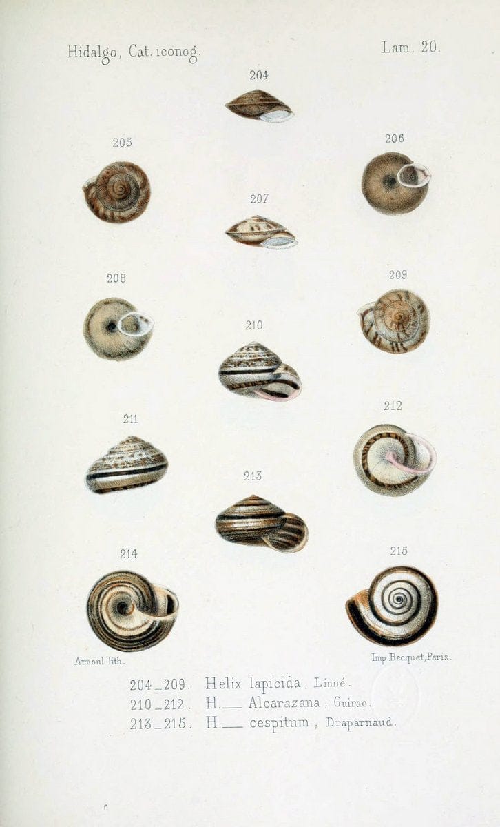 Catalogo iconografico y descriptivo de los moluscos terrestres de EspaÃ Â±a, Portugal y la | "Balearic Islands" Mollusks Portugal Spain  | Vintage Print Reproduction 449170