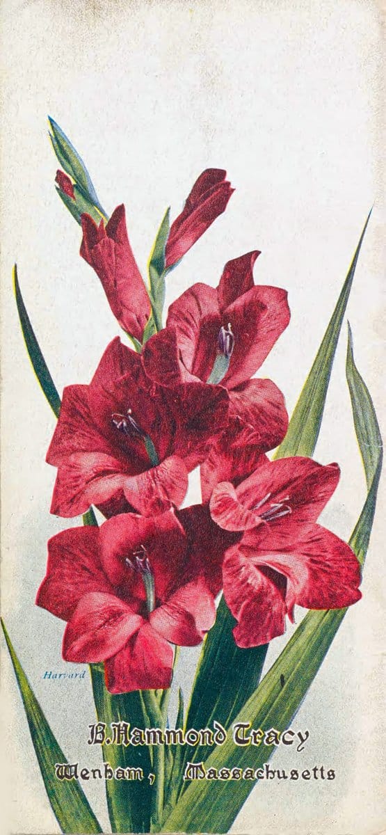 Chase fruit and flowers in natural colorsRochester, N.Y.,Chase brothers company[c1922] | Vintage Print Reproduction 449171