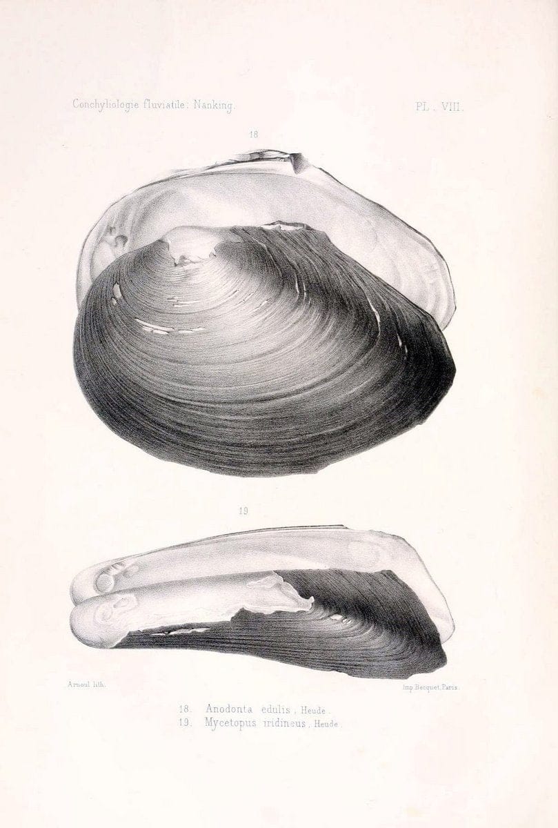 Conchyliologie fluviatile de la province de Nanking et de la Chine centrale /.Paris :Savy,[1875-1885]. | China Mollusks "Nanjing (Jiangsu Sheng)"  | Vintage Print Reproduction 449177