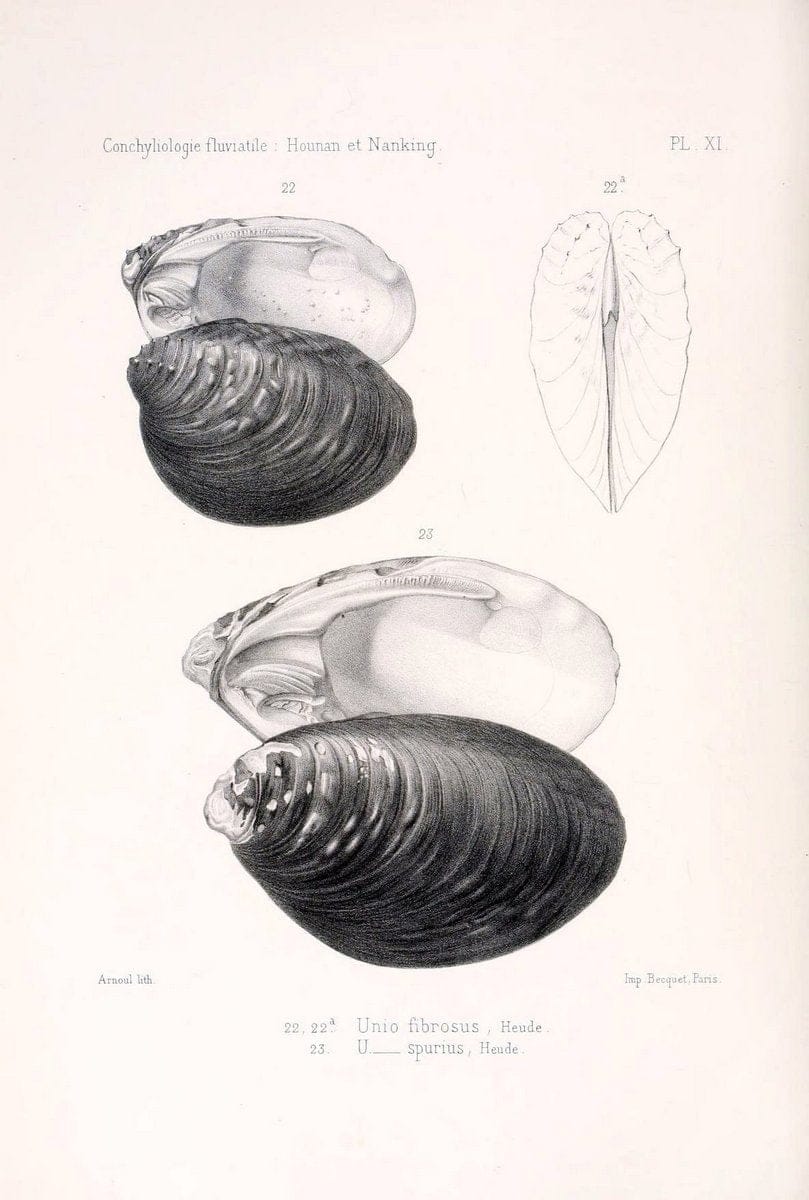 Conchyliologie fluviatile de la province de Nanking et de la Chine centrale /.Paris :Savy,[1875-1885]. | China Mollusks "Nanjing (Jiangsu Sheng)"  | Vintage Print Reproduction 449178