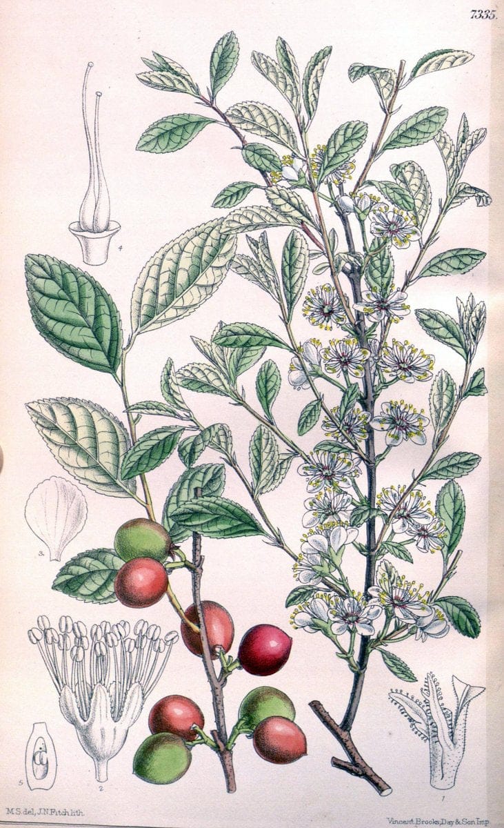 Curtis's botanical magazine. London ; New York [etc.] :Academic Press [etc.]. | "Botanical illustration" Botany Periodicals "Pictorial works" "Plants, Ornamental"  | Vintage Print Reproduction 449180