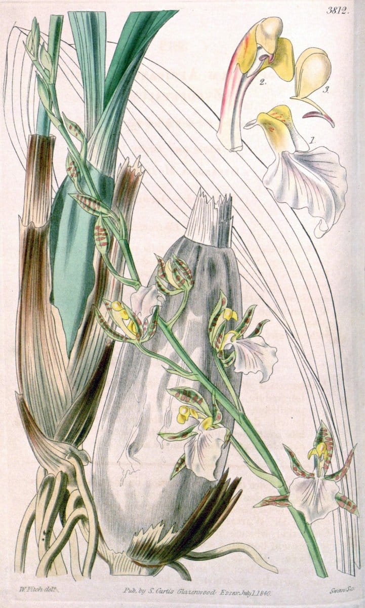 Curtis's botanical magazine. London ; New York [etc.] :Academic Press [etc.]. | "Botanical illustration" Botany Periodicals "Pictorial works" "Plants, Ornamental"  | Vintage Print Reproduction 449183