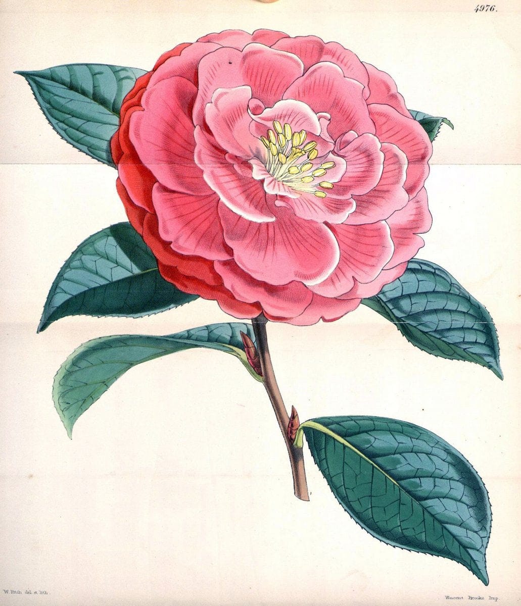 Curtis's botanical magazine. London ; New York [etc.] :Academic Press [etc.]. | "Botanical illustration" Botany Periodicals "Pictorial works" "Plants, Ornamental"  | Vintage Print Reproduction 449185