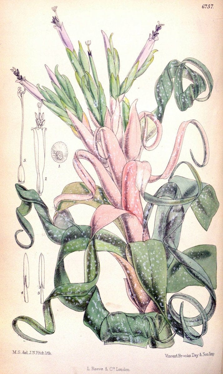 Curtis's botanical magazine. London ; New York [etc.] :Academic Press [etc.]. | "Botanical illustration" Botany Periodicals "Pictorial works" "Plants, Ornamental"  | Vintage Print Reproduction 449189
