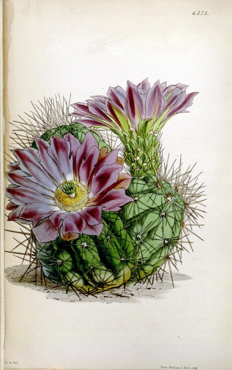 Curtis's botanical magazine. London ; New York [etc.] :Academic Press [etc.]. | "Botanical illustration" Botany Periodicals "Pictorial works" "Plants, Ornamental"  | Vintage Print Reproduction 449191