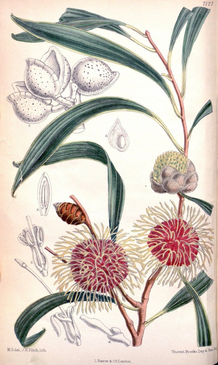 Curtis's botanical magazine. London ; New York [etc.] :Academic Press [etc.]. | "Botanical illustration" Botany Periodicals "Pictorial works" "Plants, Ornamental"  | Vintage Print Reproduction 449193