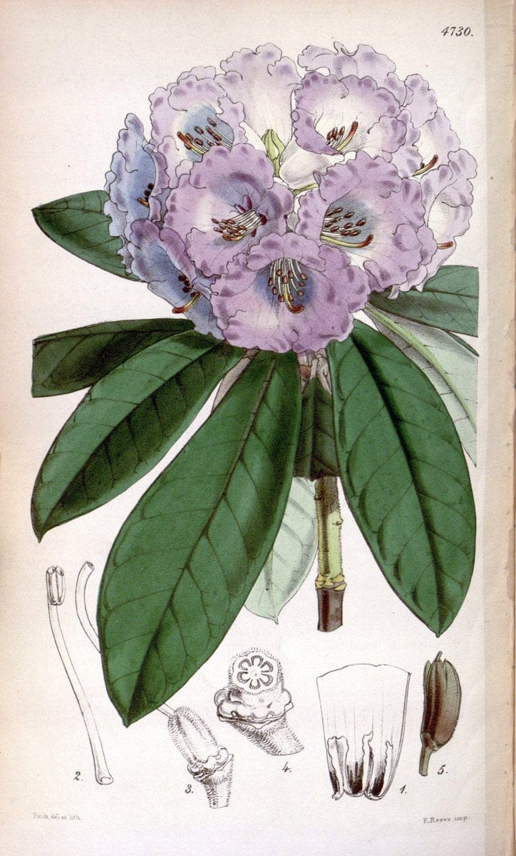Curtis's botanical magazine. London ; New York [etc.] :Academic Press [etc.]. | "Botanical illustration" Botany Periodicals "Pictorial works" "Plants, Ornamental"  | Vintage Print Reproduction 449195