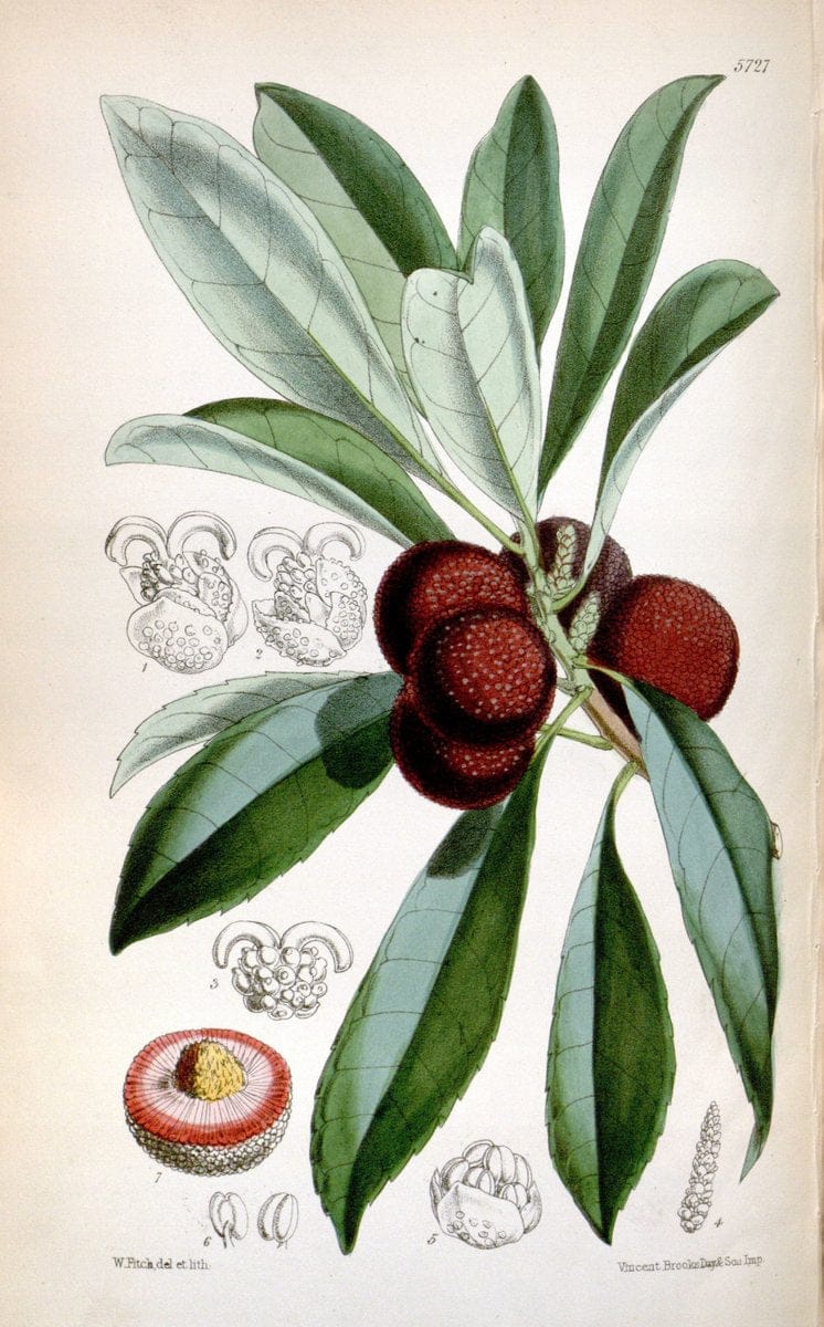 Curtis's botanical magazine. London ; New York [etc.] :Academic Press [etc.]. | "Botanical illustration" Botany Periodicals "Pictorial works" "Plants, Ornamental"  | Vintage Print Reproduction 449196