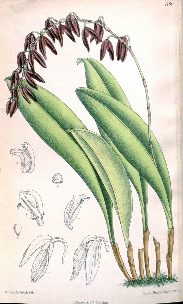 Curtis's botanical magazine. London ; New York [etc.] :Academic Press [etc.]. | "Botanical illustration" Botany Periodicals "Pictorial works" "Plants, Ornamental"  | Vintage Print Reproduction 449197
