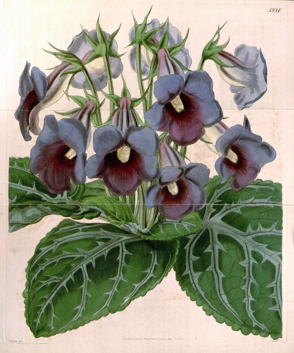 Curtis's botanical magazine. London ; New York [etc.] :Academic Press [etc.]. | "Botanical illustration" Botany Periodicals "Pictorial works" "Plants, Ornamental"  | Vintage Print Reproduction 449198
