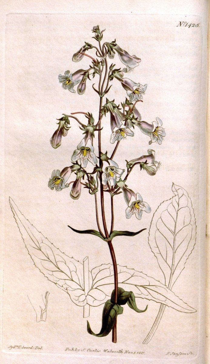 Curtis's botanical magazine..London ;New York [etc.] :Academic Press [etc.]. |  | Vintage Print Reproduction 449203
