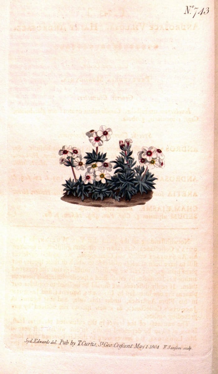 Curtis's botanical magazine..London ;New York [etc.] :Academic Press [etc.]. |  | Vintage Print Reproduction 449205