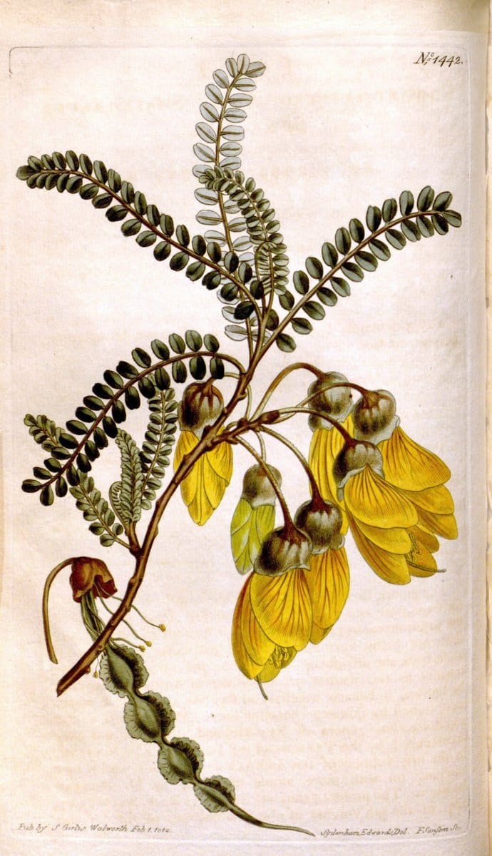 Curtis's botanical magazine. London ;New York [etc.] :Academic Press [etc.]. | Botany Periodicals "Pictorial works"  | Vintage Print Reproduction 449206