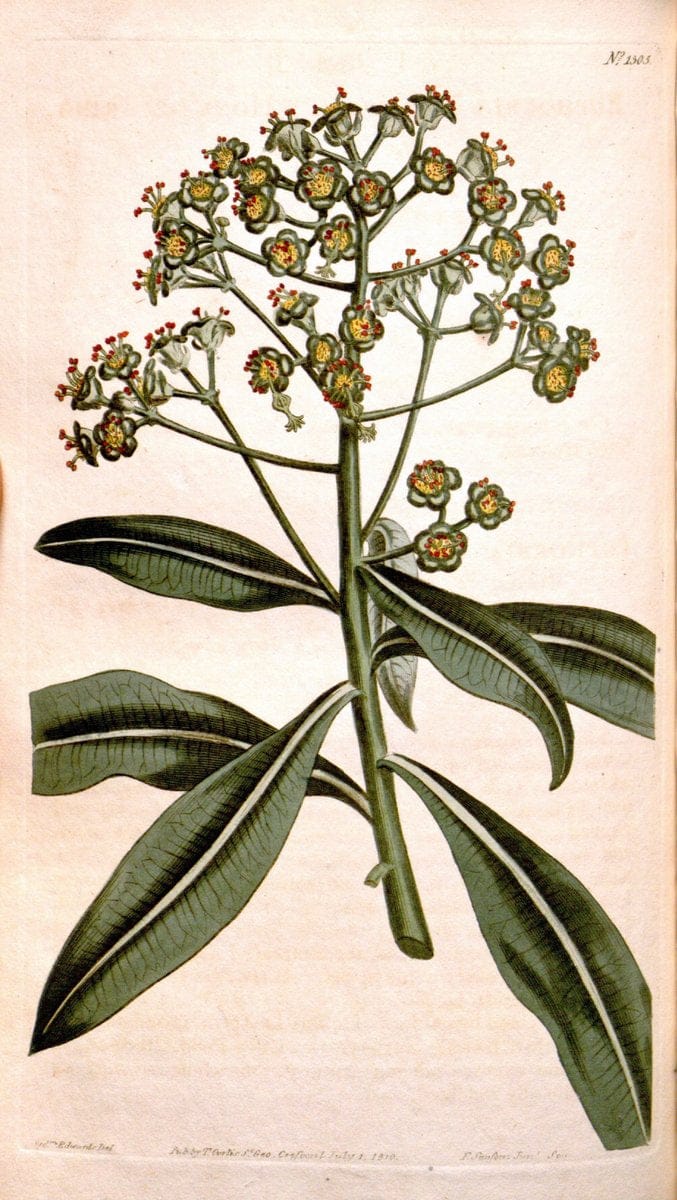 Curtis's botanical magazine. London ; New York [etc.] :Academic Press [etc.]. | "Botanical illustration" Botany Periodicals "Pictorial works" "Plants, Ornamental"  | Vintage Print Reproduction 449209