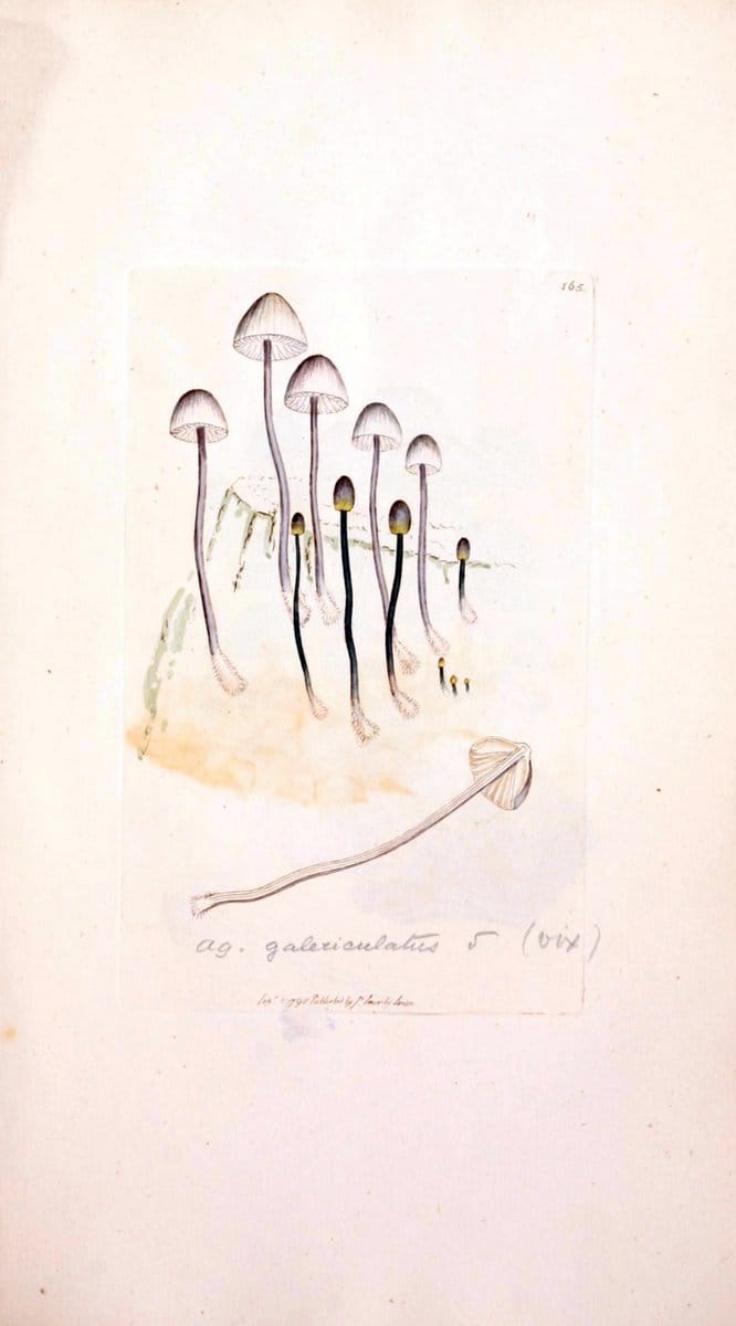 Coloured figures of English fungi or mushrooms. London,Printed by J. Davis,1797-[1809]. | England Mushrooms  | Vintage Print Reproduction 449211
