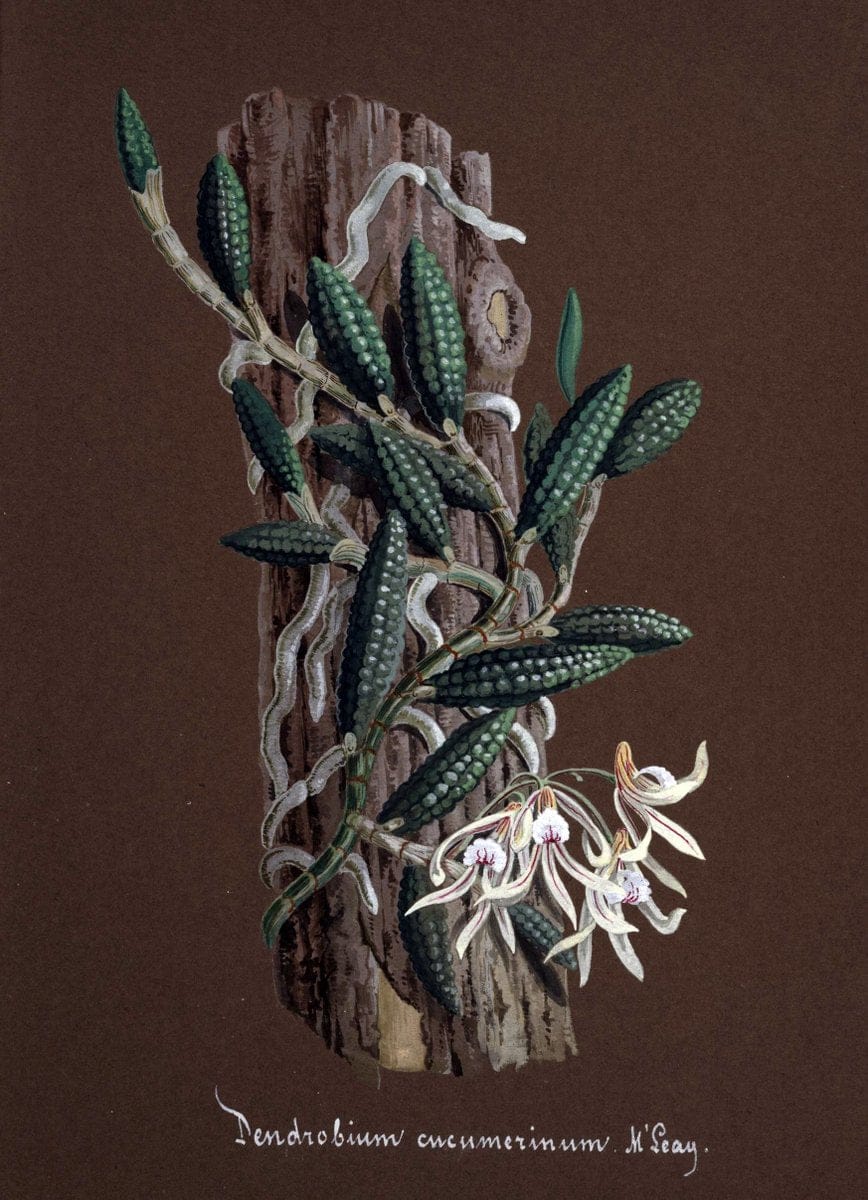 Collection d'orchideÃŒÂes.[S.l. :s.n.,18--]. | "Botanical illustration" Orchidaceae "Orchidaceae in art" "Pictorial works"  | Vintage Print Reproduction 449216