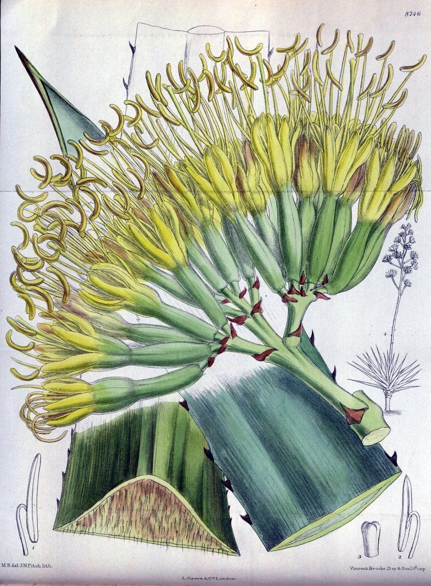 Curtis's botanical magazine. London ; New York [etc.] :Academic Press [etc.]. | "Botanical illustration" Botany Periodicals "Pictorial works" "Plants, Ornamental"  | Vintage Print Reproduction 449217