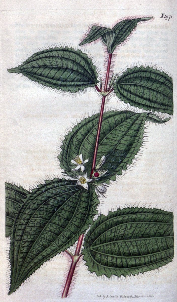 Curtis's botanical magazine. London ; New York [etc.] :Academic Press [etc.]. | "Botanical illustration" Botany Periodicals "Pictorial works" "Plants, Ornamental"  | Vintage Print Reproduction 449222