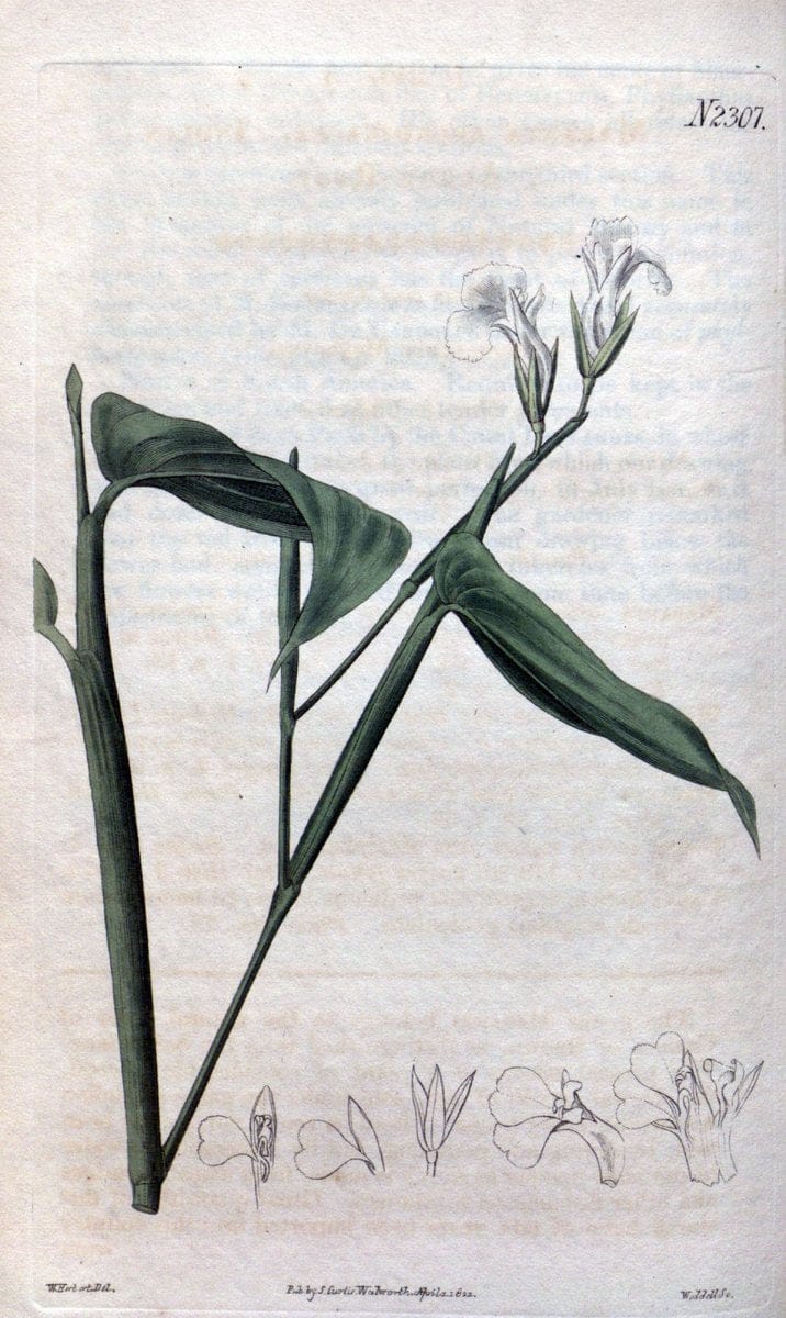 Curtis's botanical magazine. London ; New York [etc.] :Academic Press [etc.]. | "Botanical illustration" Botany Periodicals "Pictorial works" "Plants, Ornamental"  | Vintage Print Reproduction 449223