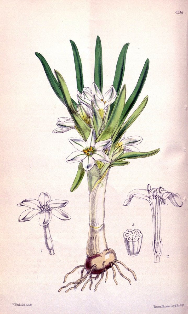 Curtis's botanical magazine. London ; New York [etc.] :Academic Press [etc.]. | "Botanical illustration" Botany Periodicals "Pictorial works" "Plants, Ornamental"  | Vintage Print Reproduction 449225