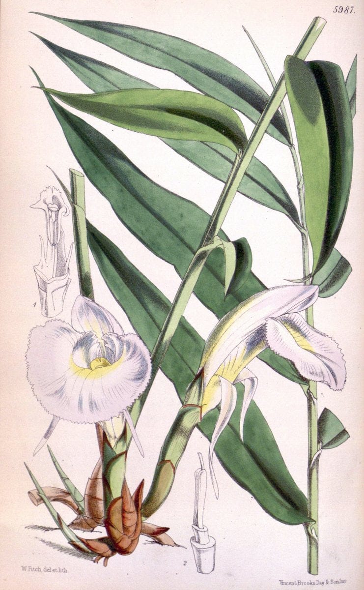 Curtis's botanical magazine. London ; New York [etc.] :Academic Press [etc.]. | "Botanical illustration" Botany Periodicals "Pictorial works" "Plants, Ornamental"  | Vintage Print Reproduction 449227