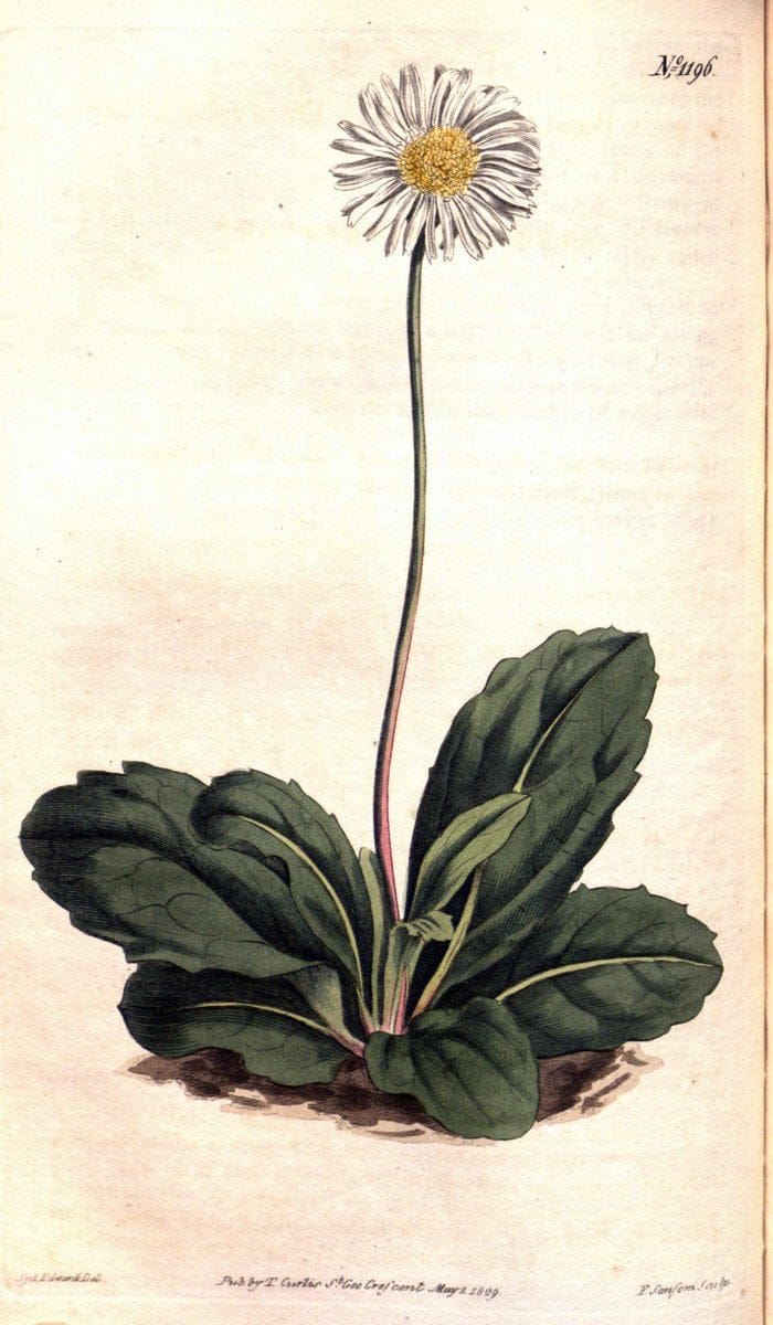 Curtis's botanical magazine. London ; New York [etc.] :Academic Press [etc.]. | "Botanical illustration" Botany Periodicals "Pictorial works" "Plants, Ornamental"  | Vintage Print Reproduction 449229