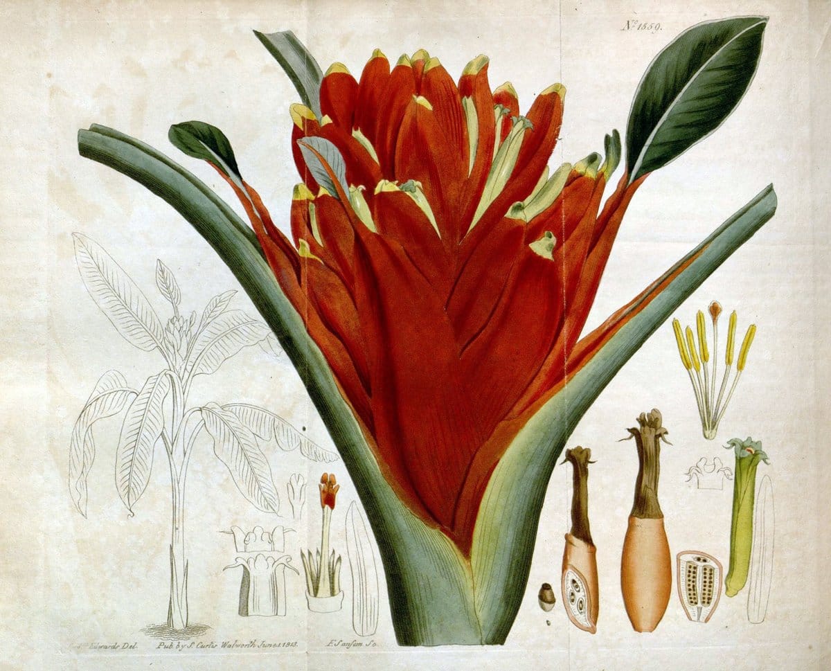 Curtis's botanical magazine. London ; New York [etc.] :Academic Press [etc.]. | "Botanical illustration" Botany Periodicals "Pictorial works" "Plants, Ornamental"  | Vintage Print Reproduction 449230