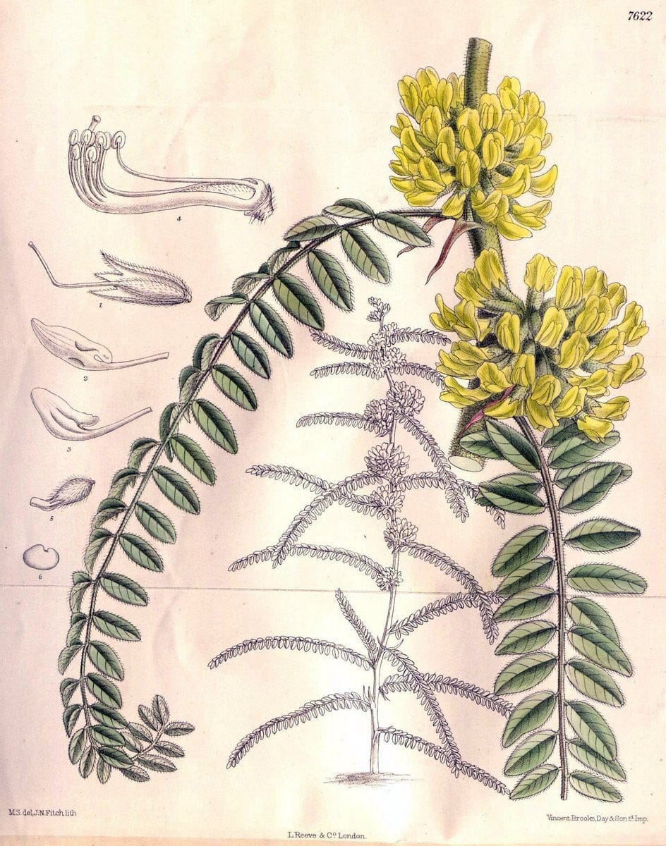 Curtis's botanical magazine. London ; New York [etc.] :Academic Press [etc.]. | "Botanical illustration" Botany Periodicals "Pictorial works" "Plants, Ornamental"  | Vintage Print Reproduction 449235