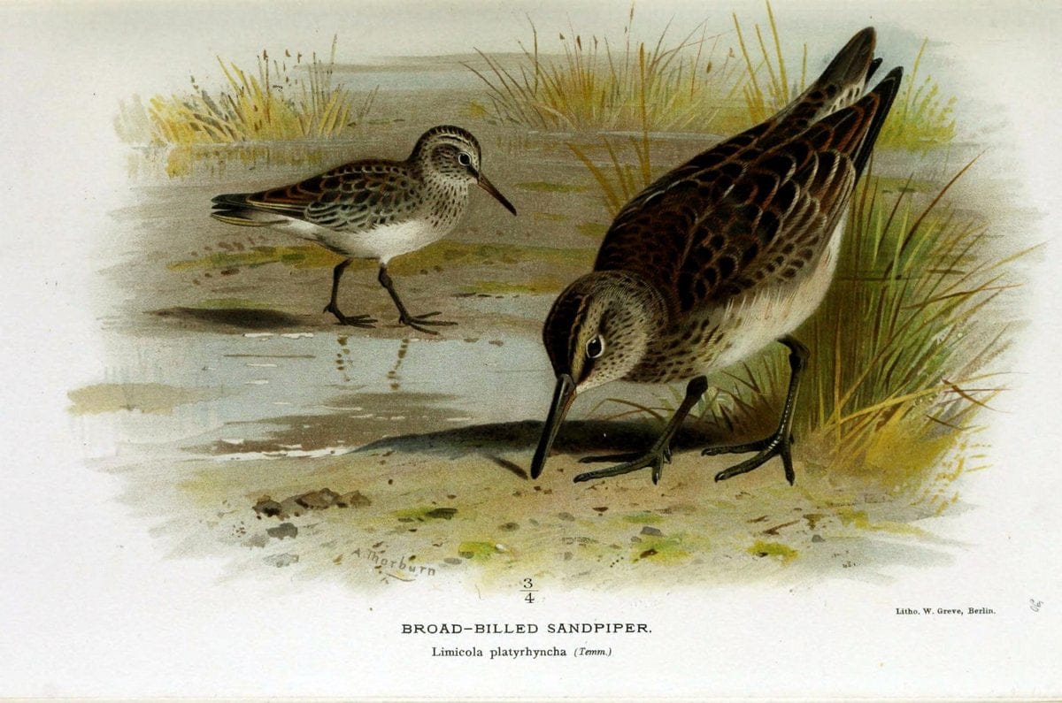 Coloured figures of the birds of the British Islands / issued by Lord Lilford. London :R | Birds "Great Britain" "Pictorial works"  | Vintage Print Reproduction 449240