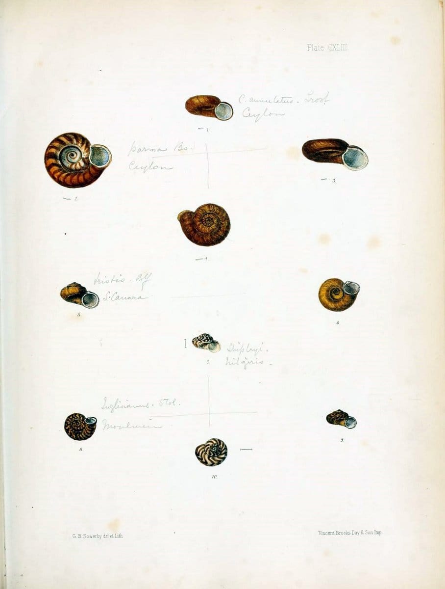 Conchologia indica,.London,1870-1876.. |  | Vintage Print Reproduction 449246