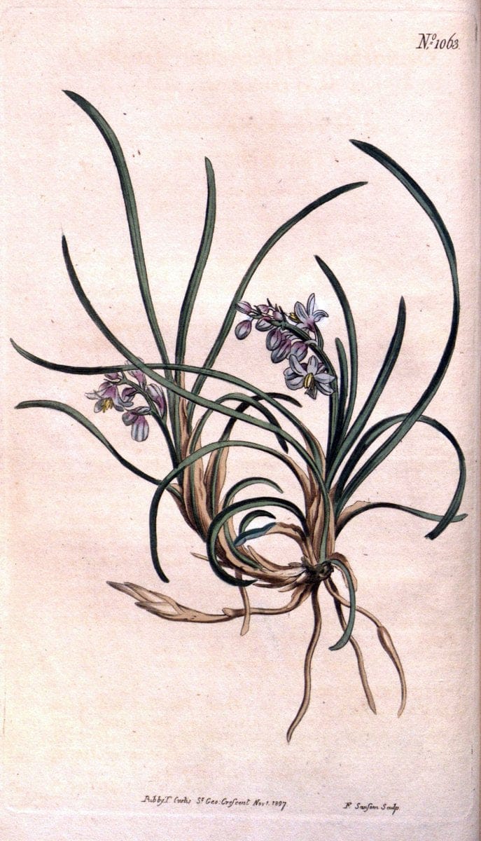 Curtis's botanical magazine. London ; New York [etc.] :Academic Press [etc.]. | "Botanical illustration" Botany Periodicals "Pictorial works" "Plants, Ornamental"  | Vintage Print Reproduction 449249
