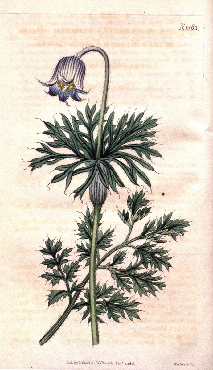 Curtis's botanical magazine. London ; New York [etc.] :Academic Press [etc.]. | "Botanical illustration" Botany Periodicals "Pictorial works" "Plants, Ornamental"  | Vintage Print Reproduction 449251