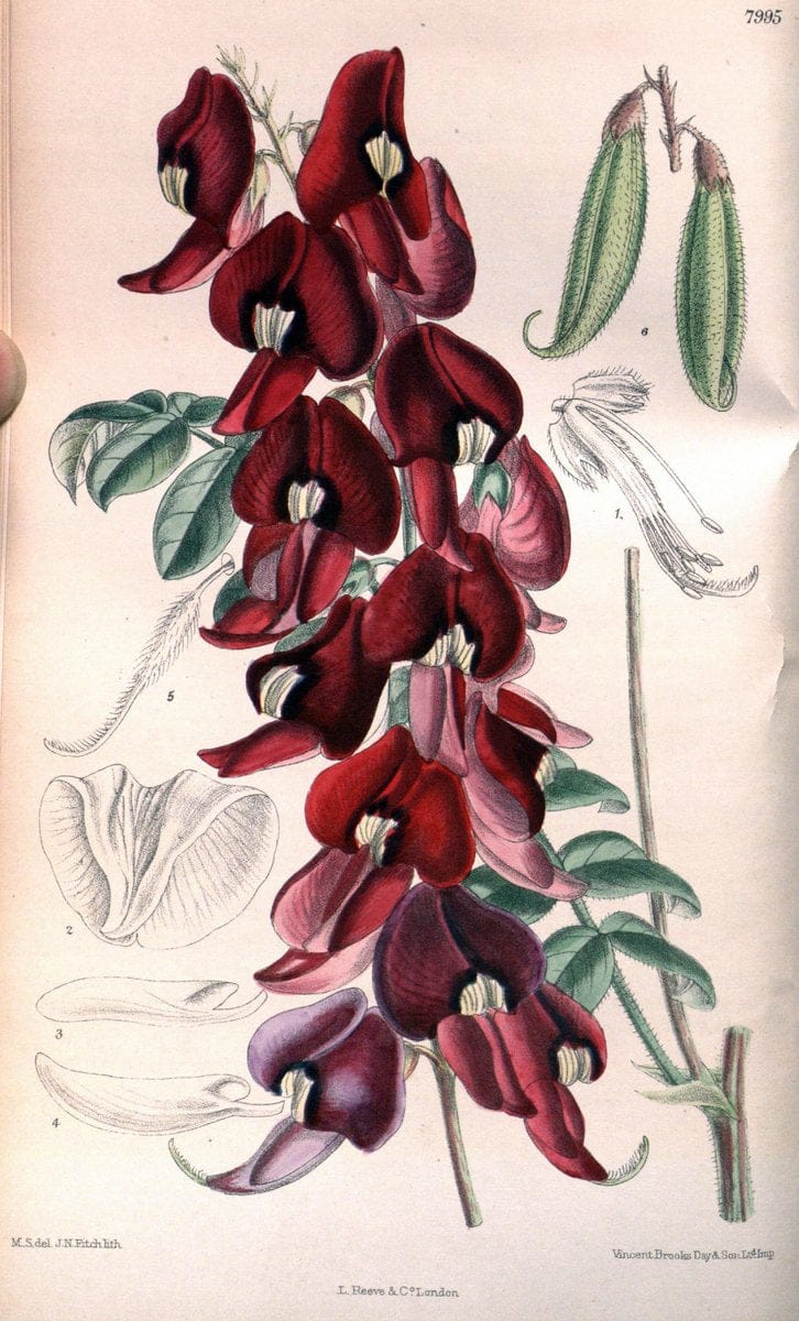 Curtis's botanical magazine. London ; New York [etc.] :Academic Press [etc.]. | "Botanical illustration" Botany Periodicals "Pictorial works" "Plants, Ornamental"  | Vintage Print Reproduction 449252