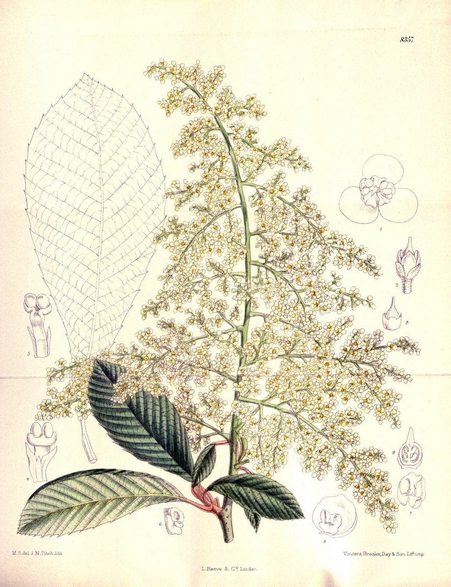 Curtis's botanical magazine. London ; New York [etc.] :Academic Press [etc.]. | "Botanical illustration" Botany Periodicals "Pictorial works" "Plants, Ornamental"  | Vintage Print Reproduction 449253