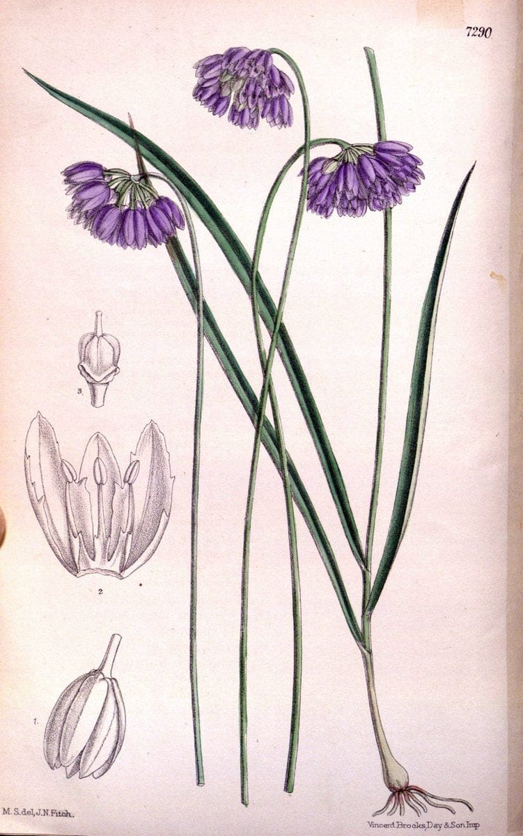 Curtis's botanical magazine. London ; New York [etc.] :Academic Press [etc.]. | "Botanical illustration" Botany Periodicals "Pictorial works" "Plants, Ornamental"  | Vintage Print Reproduction 449254