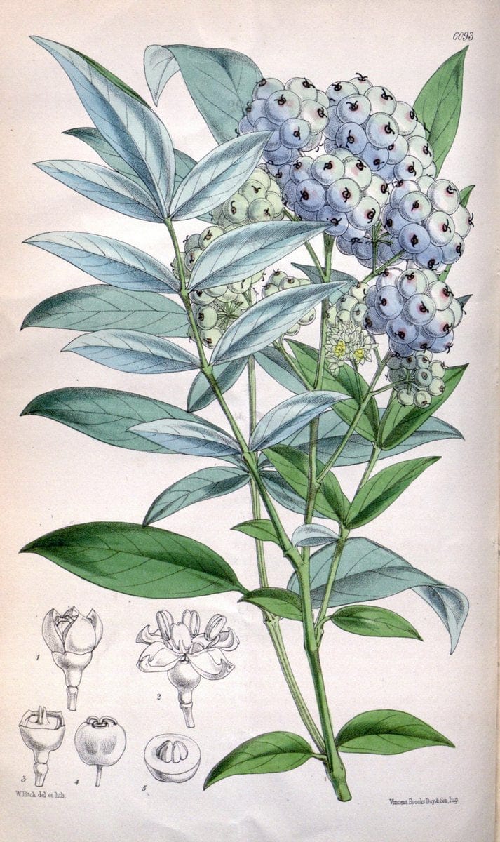Curtis's botanical magazine. London ; New York [etc.] :Academic Press [etc.]. | "Botanical illustration" Botany Periodicals "Pictorial works" "Plants, Ornamental"  | Vintage Print Reproduction 449255