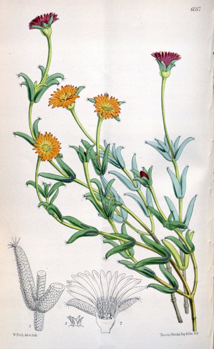 Curtis's botanical magazine. London ; New York [etc.] :Academic Press [etc.]. | "Botanical illustration" Botany Periodicals "Pictorial works" "Plants, Ornamental"  | Vintage Print Reproduction 449259