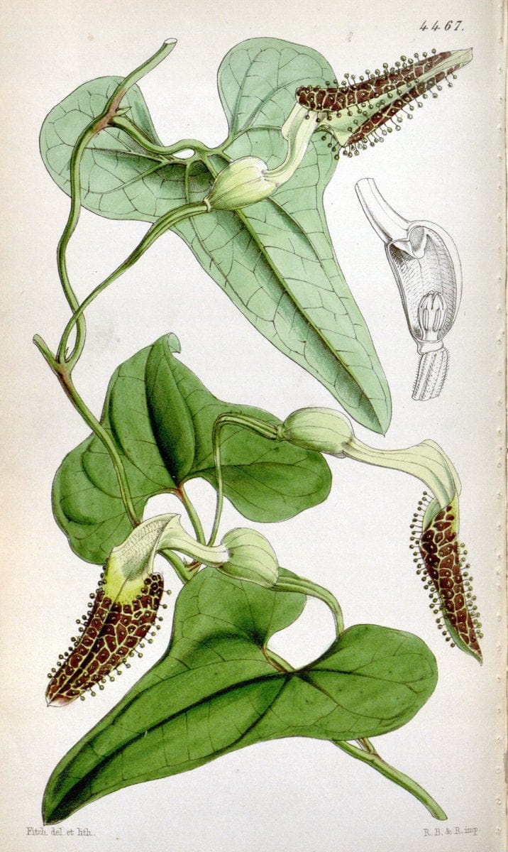 Curtis's botanical magazine. London ;New York [etc.] :Academic Press [etc.]. | Botany Periodicals "Pictorial works"  | Vintage Print Reproduction 449262
