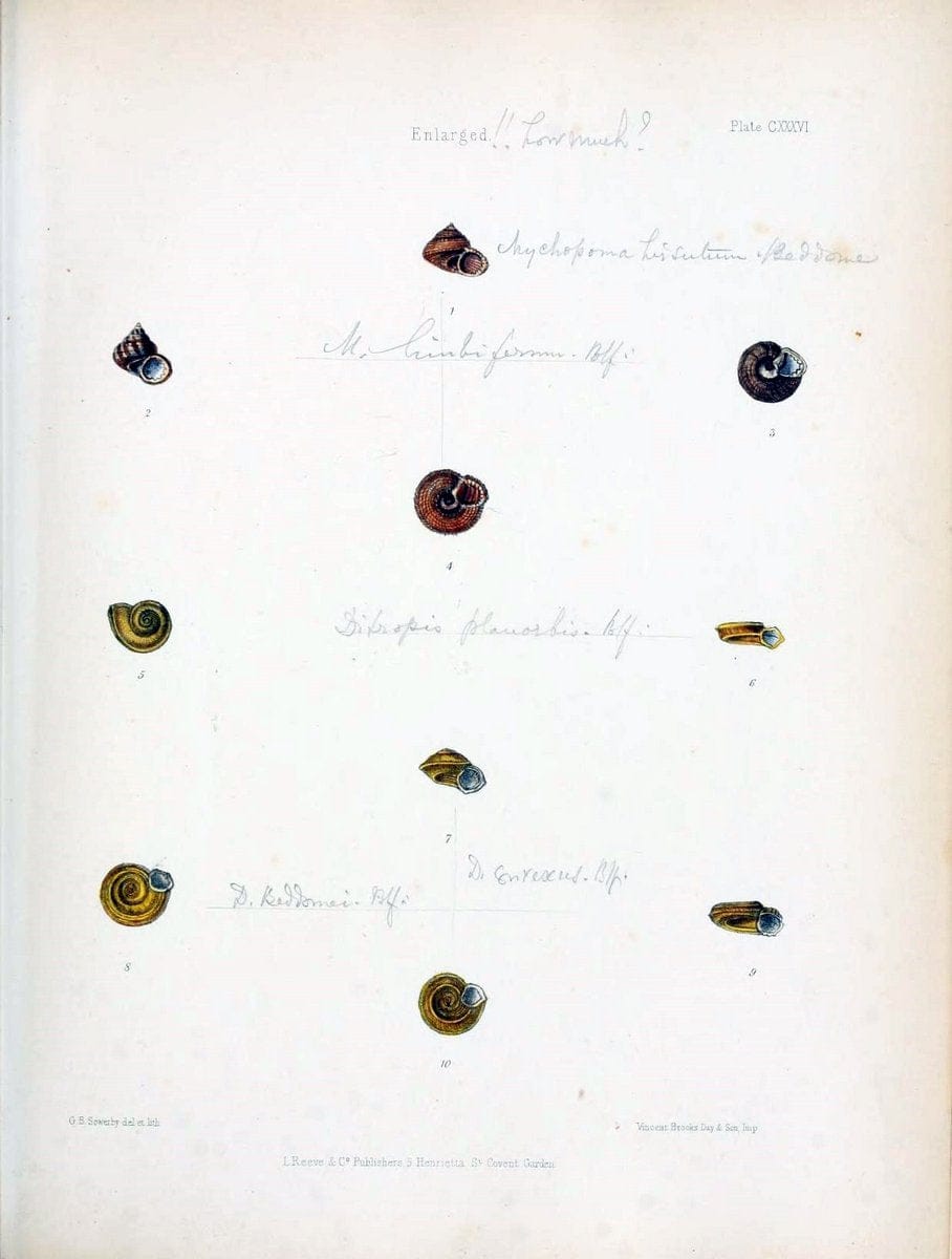 Conchologia indica,.London,1870-1876.. |  | Vintage Print Reproduction 449264